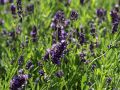 Lawenda wąskolistna ELEGANCE PURPLE