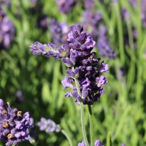 Lavendel ELEGANCE PURPLE