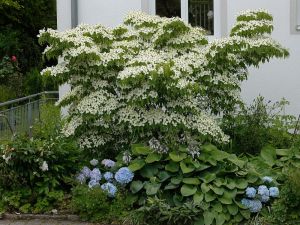Cornus kousa MILKY WAY 