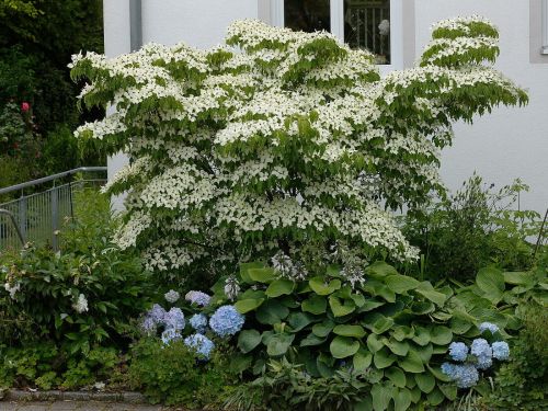 Cornus kousa MILKY WAY 