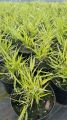 Trawa Hakonechloa smukła MACRA AUREOLA