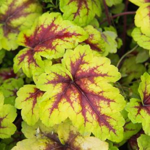 Heucherella GOLD ZEBRA