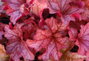 Heuchera PAPRIKA