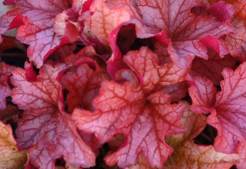 Heuchera PAPRIKA