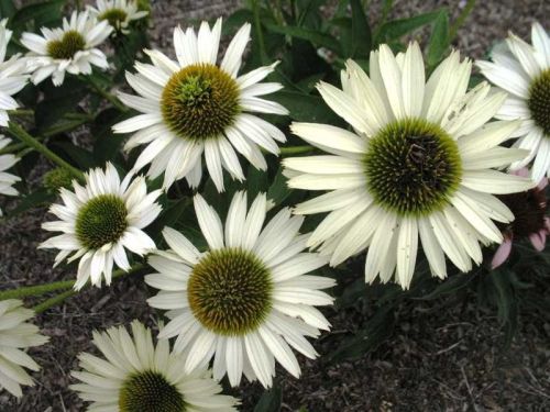 Echinacea VIRGIN