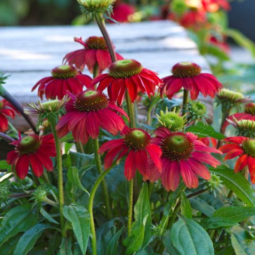 Echinacea SunMagic Fantastic Scarlet