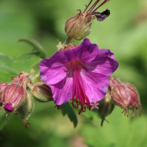 Storchschnabels BEVAN’S VARIETY