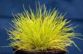 Kostrzewa Sina GOLDEN TOUPEE
