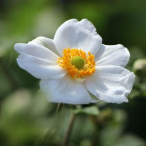 Anemone HONORINE JOBERT
