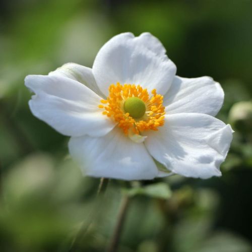 Anemone HONORINE JOBERT