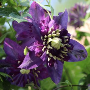 Clematis TAIGA