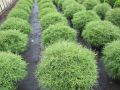 Thuja MR BOWLIG BALL 3