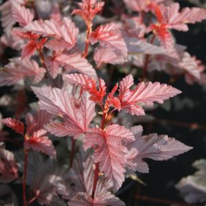Physocarpus opulifolius LADY IN RED