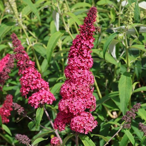 Buddleja davidii PRINCE CHARMING