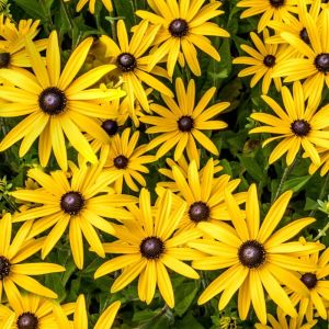 Rudbeckia FOREVER GOLD