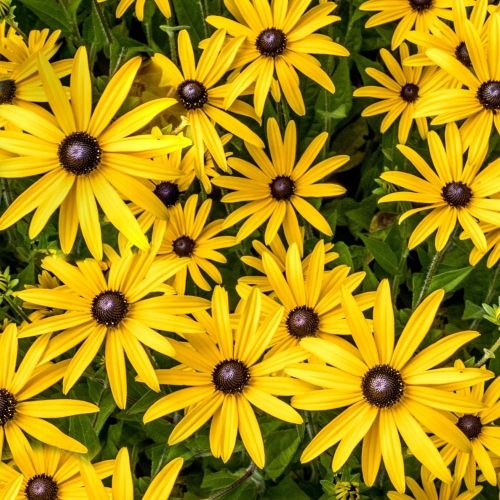 Rudbeckia FOREVER GOLD