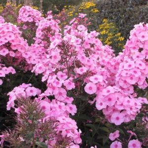 Phlox paniculata HERBSTWALZER 