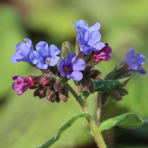 Pulmonaria TREVI FOUNTAIN