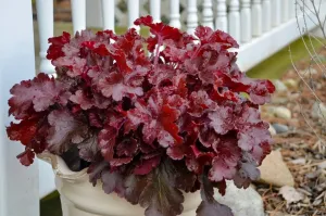 Heuchera CHERRY TRUFFLES