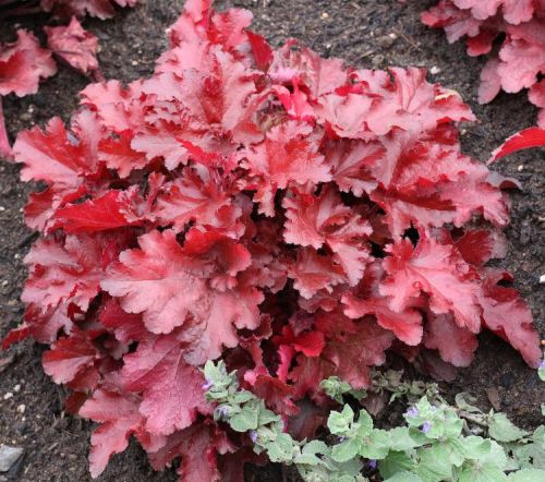 Heuchera FOREVER RED