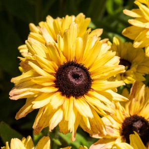 Rudbeckia FLAMENCO VANILLA