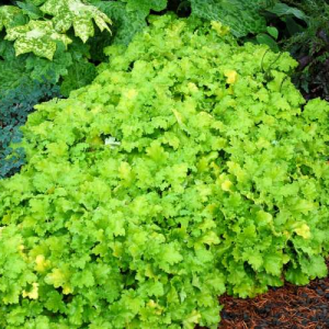 Heuchera LIME RICKEY