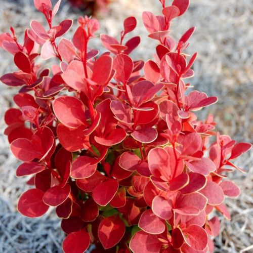 Berberis RED HOT CHILI 