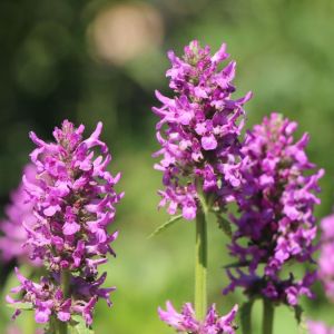 Stachys monnieri HUMMELO