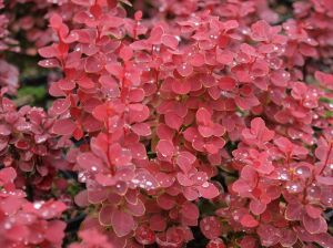 Berberis CHIQUITA
