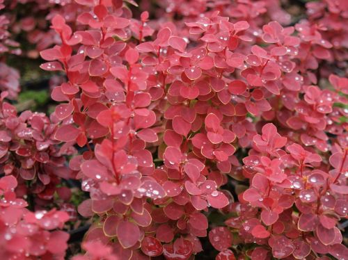 Berberis CHIQUITA