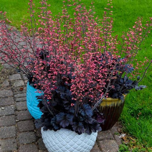 Heuchera TIMELESS NIGHT 