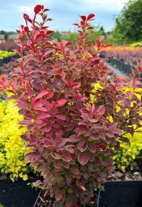Berberis thunbergii ORANGE MOON