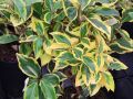 Oliwnik GILT EDGE