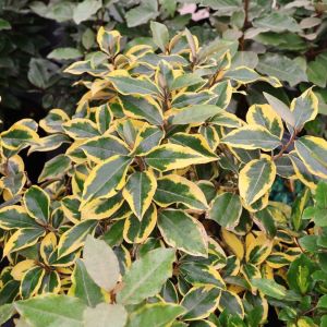 Elaeagnus x ebbingei GILT EDGE