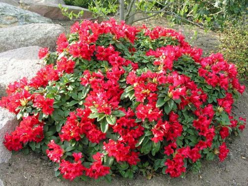 Rhododendron BENGAL