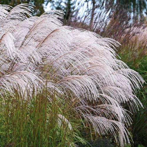 Miscanthus sinensis SILVER CHARM
