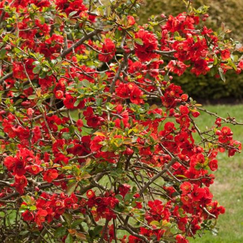 Chaenomeles NICOLINE
