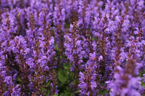 Salvia nemorosa NOBLE KNIGHT