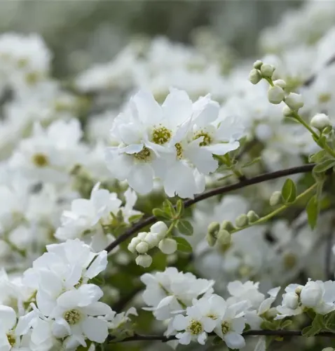 Viburnum opulus THE BRIDE