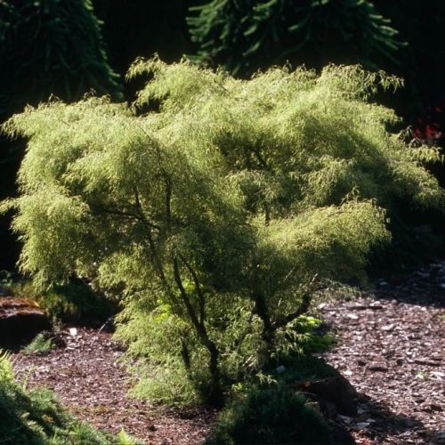 Betula pendula TROST'S DWARF