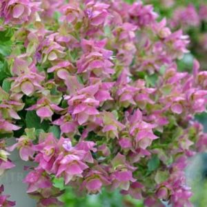 Origanum vulgare BELLISSIMO