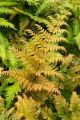 Nerecznica Wallicha JURASSIC GOLD