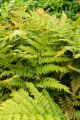 Nerecznica Wallicha JURASSIC GOLD