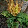 Nerecznica Wallicha JURASSIC GOLD