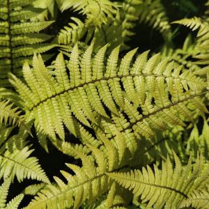 Dryopteris Wallichiana JURASSIC GOLD