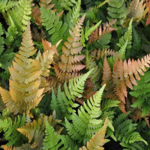 Dryopteris erythrosora AUTUMN FERN