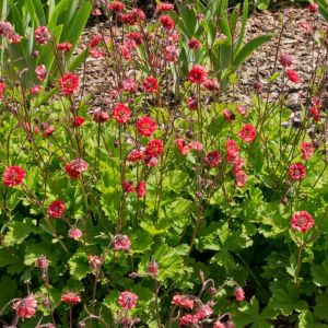 Trollius FLAMES OF PASSION