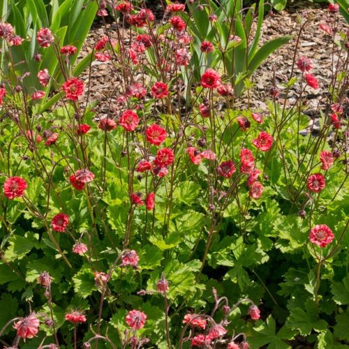 Trollius FLAMES OF PASSION