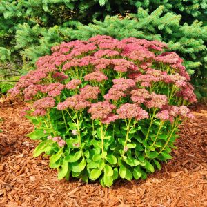 Sedum HOT STUFF