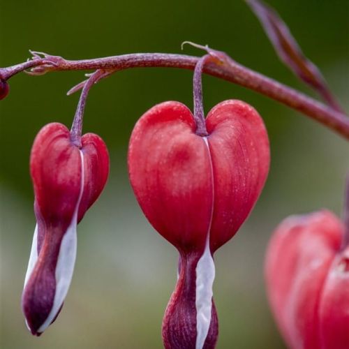 Dicentra VALENTINE 
